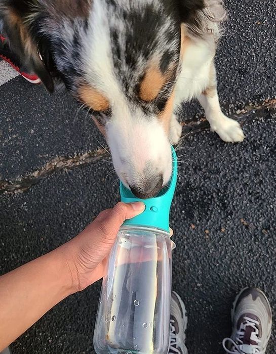 A reviewer offering their dog water from the blue bottle