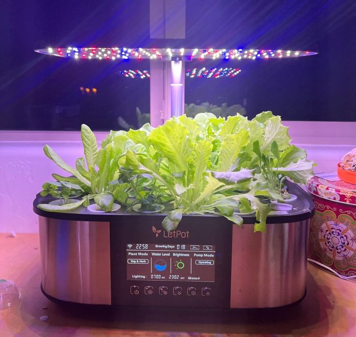 The LetPot indoor hydroponic garden system is growing fresh leafy greens beneath energy-efficient LED lights, proudly displayed on a kitchen counter with a nearby decorative tin for added charm.