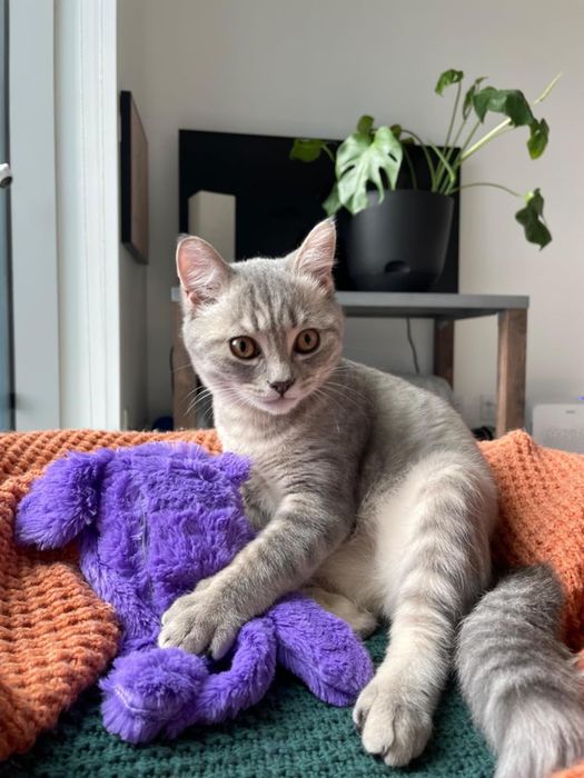 A reviewer's gray-and-white cat snuggling with the purple toy.