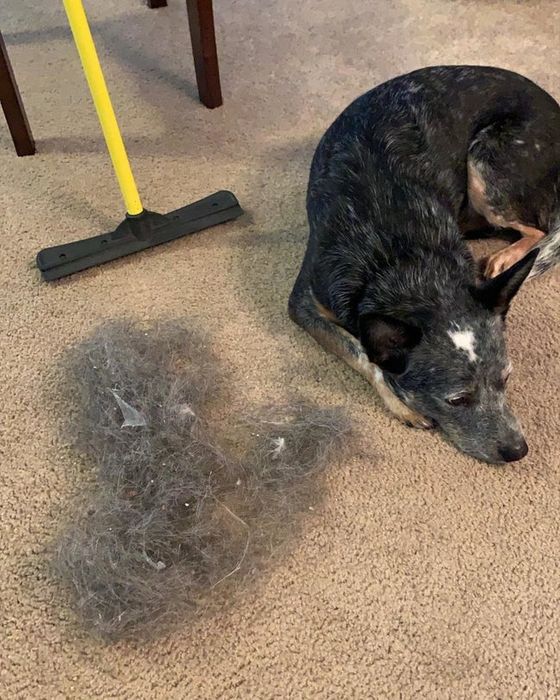 A reviewer's dog resting beside a pile of fur they removed from their carpet with the broom.