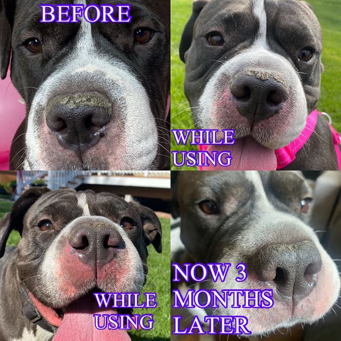 From top left to bottom right: a progression photo of a dog’s nose showing crusty dry patches compared to mostly healed skin after three months of use