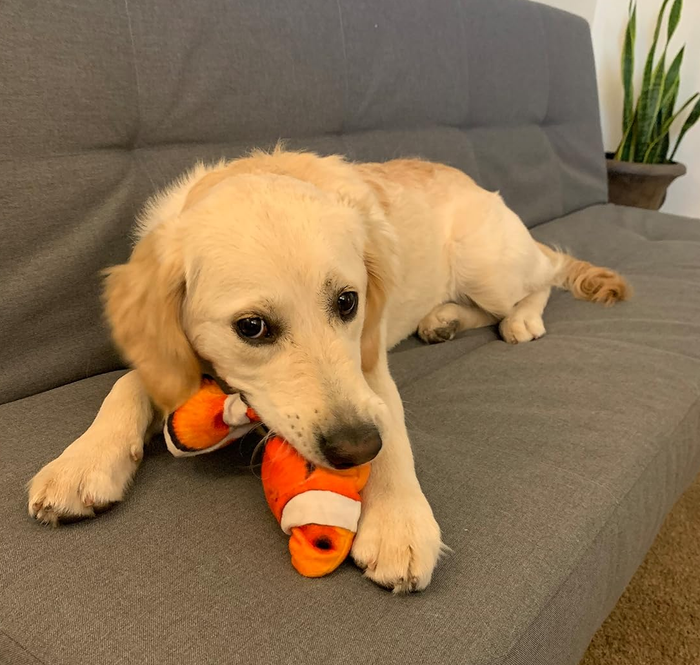 A reviewer's golden retriever with a robotic clownfish toy in its paws