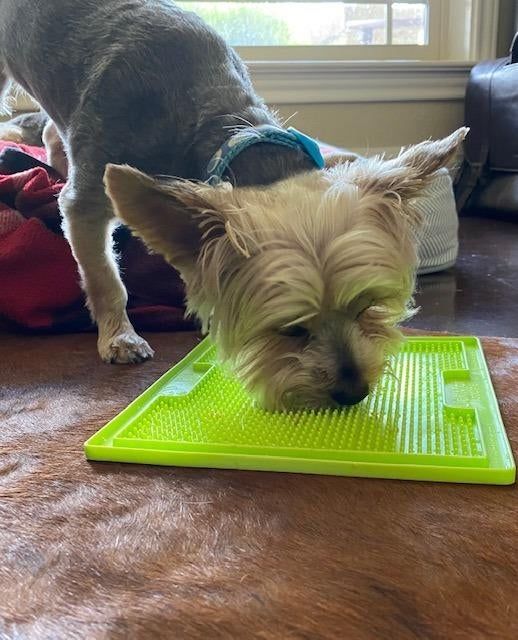 A reviewer's Yorkie enjoying a green lick mat