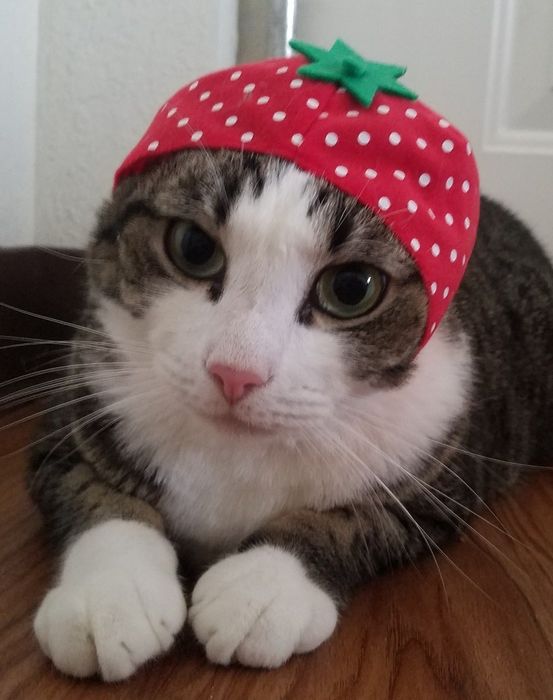 A cat wearing a hat shaped like a strawberry.
