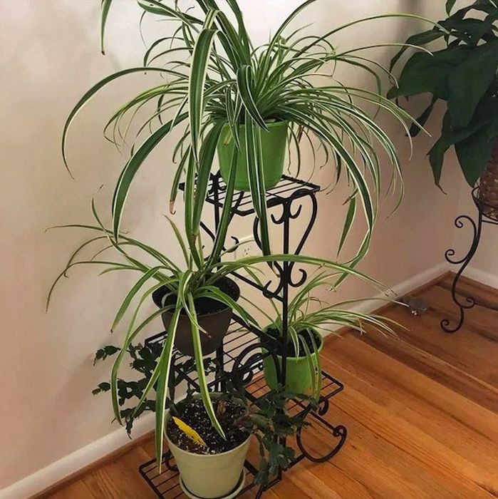 A review image of a plant stand with various plants placed on it.