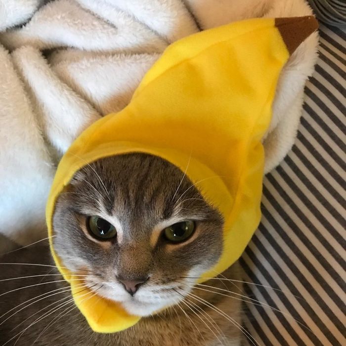 A cat sporting a banana-shaped hat.