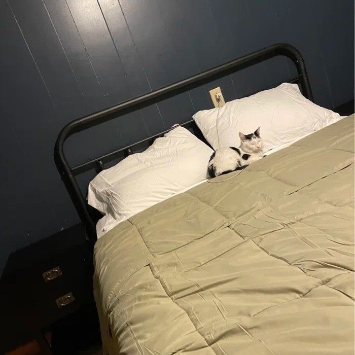A reviewer’s photo of a white and black cat snoozing on top of the pillows on a bed.