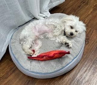 A small dog comfortably resting on a round pet bed with a red toy nearby.