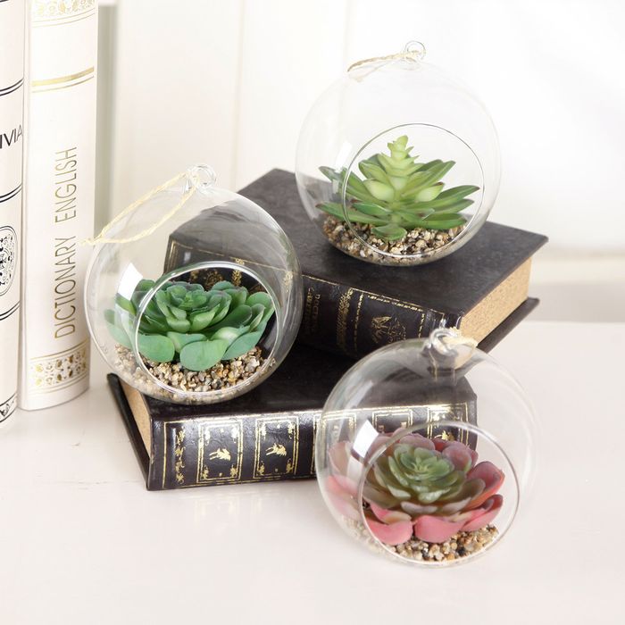 The three glass-bulb succulents.