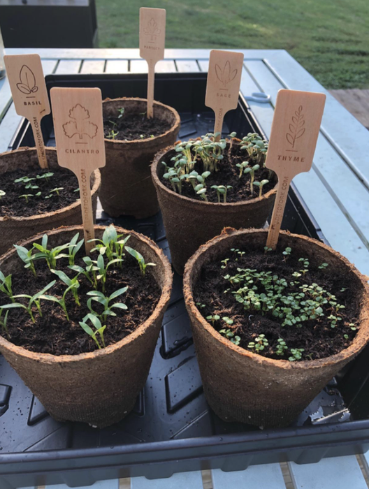 The reviewer's sprouted plants grown from the gardening kit