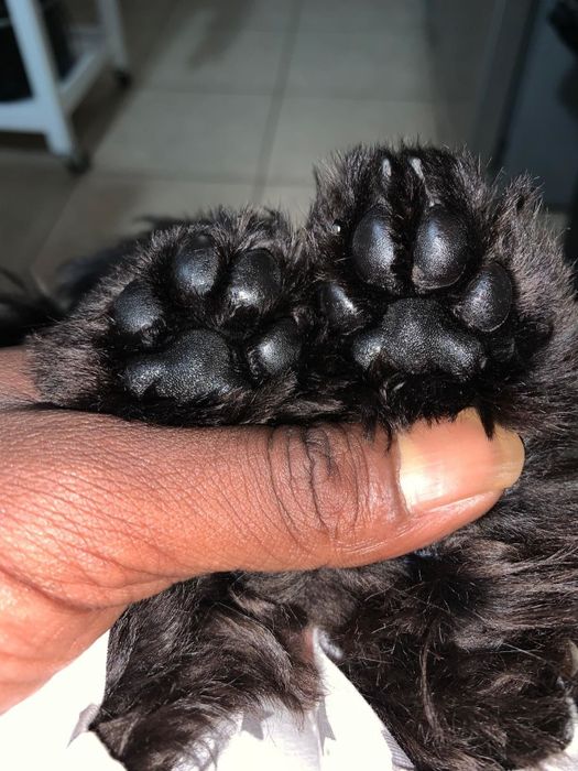 The same reviewer showing their dog’s paws looking smooth, soft, and healthy after using the balm.