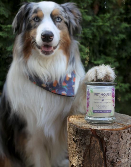 An Australian Shepherd with a bandana sits next to a lit Pet House candle.