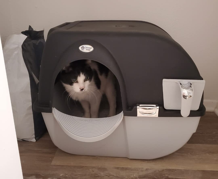 A photo from a reviewer showing their cat standing inside the litter box.