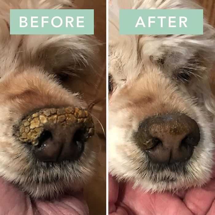 A previously cracked, crusted snout looks noticeably smoother after applying the product.