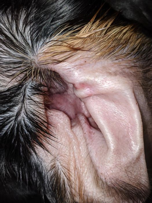 After the cleaning, the dog's inner ear looked fresh and free from dirt.