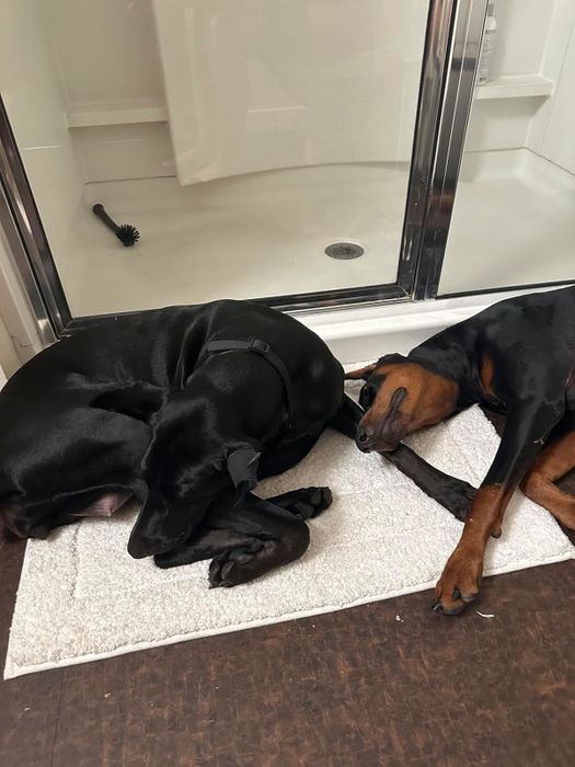 A photo of two large dogs lounging on a pristine white bath mat.