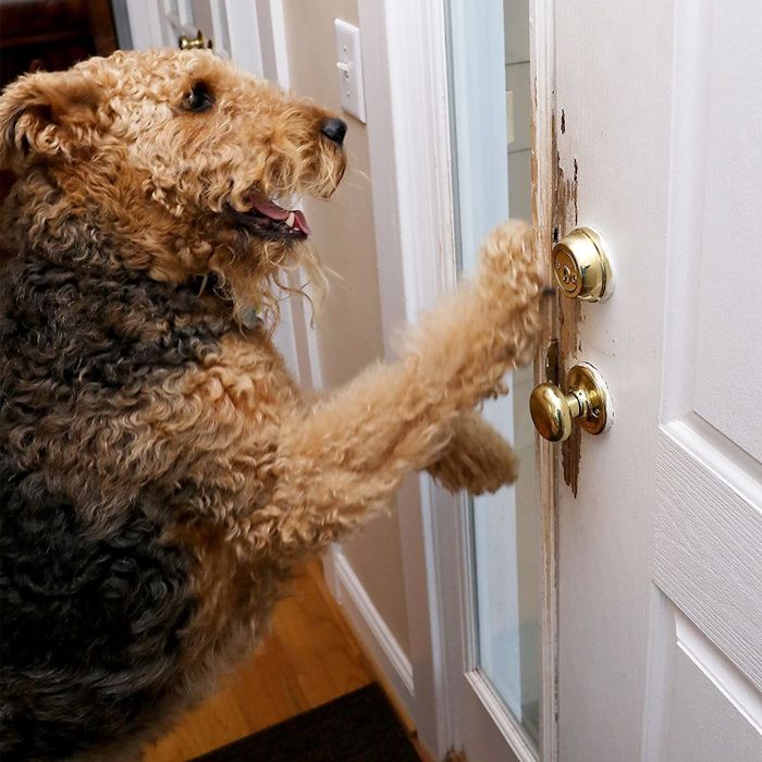 A dog scratching at a front door, leaving marks from its claws