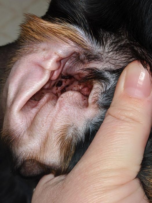 Before cleaning, the dog's ear had a noticeable layer of dirt.