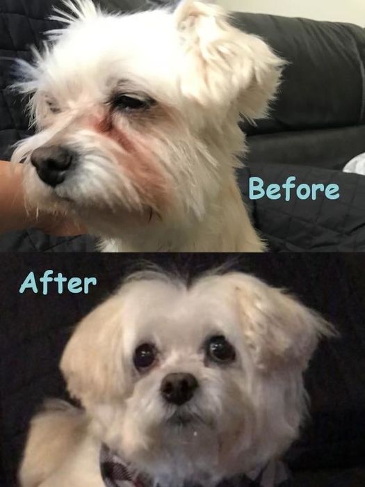 A reviewer’s before-and-after photo showing how the rinse removed their white dog’s tear stains.