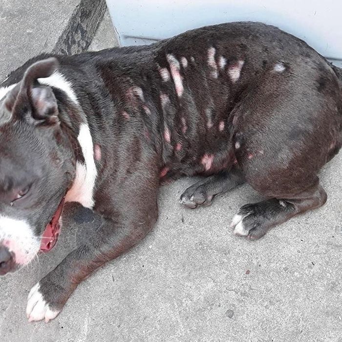 A reviewer's photo showing their dog with sores covering its back.