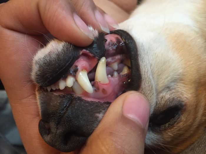 The same reviewer's photo, showing their dog's teeth, which are now noticeably whiter and cleaner.