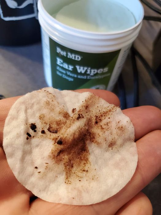 A reviewer showing a used ear wipe after cleaning their pet's ears