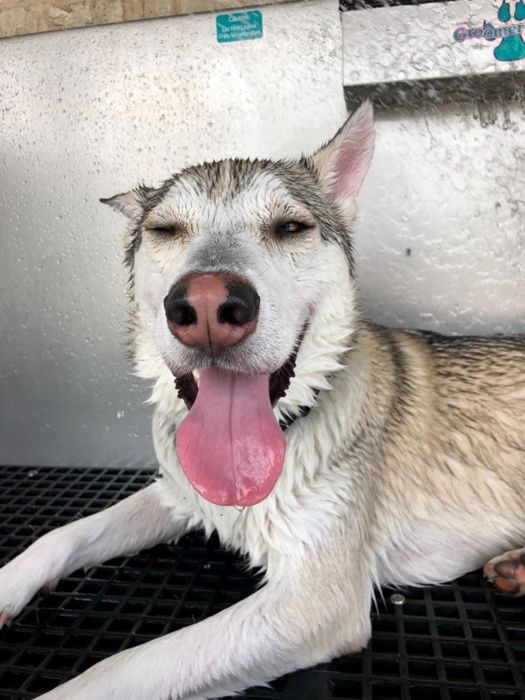A content husky enjoying a relaxing bath.