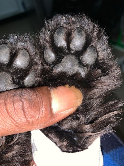 A reviewer’s picture showing their dog’s paws before applying the balm.