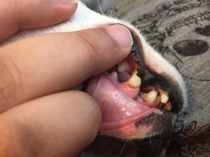 A photo from the reviewer of their dog's teeth, which are yellow with a black ring around the gumline.