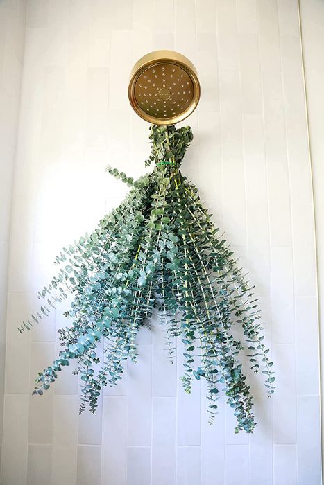 A bundle of eucalyptus hung on a shower head, ready to infuse the air with its refreshing scent as the steam rises.