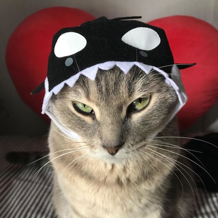Cat wearing an orca-themed hat