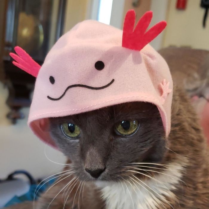 Cat wearing an axolotl-themed hat