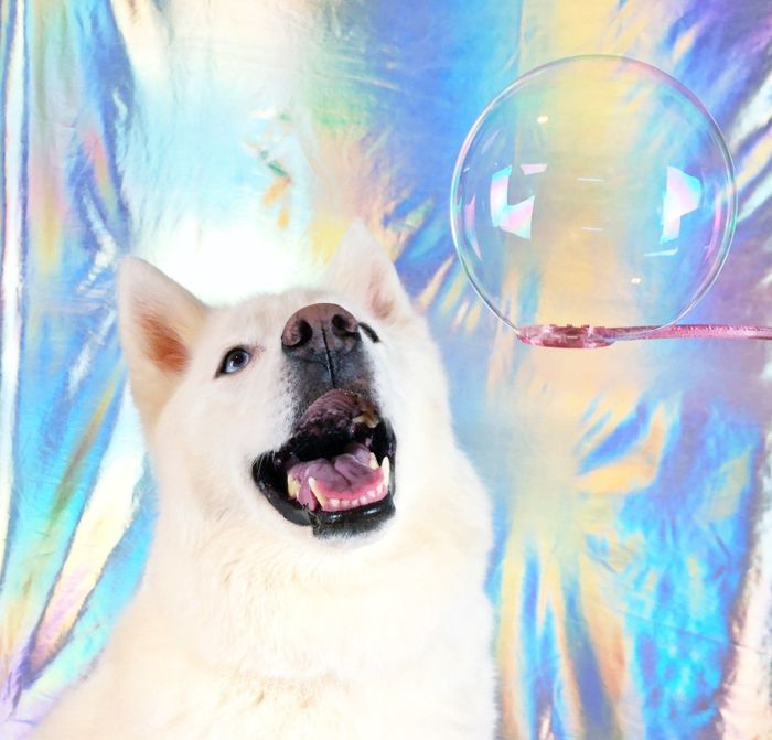 A dog grinning as it watches one of the bubbles float by