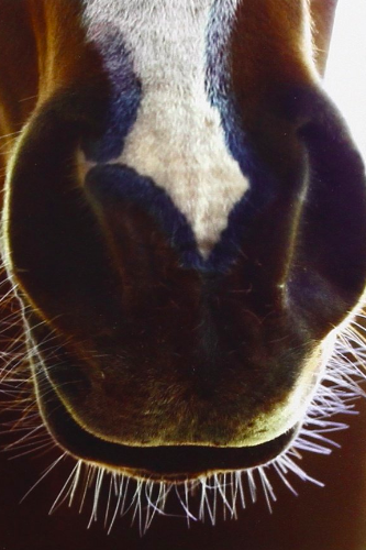 A close-up view of a horse's muzzle.