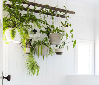 The ladder suspended from the ceiling, adorned with hanging potted plants