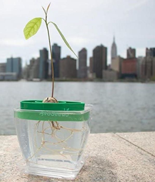 An avocado plant growing in a transparent planter filled with water