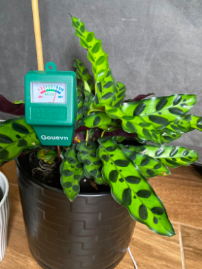 A reviewer's plant with the moisture meter placed inside, indicating it has been slightly overwatered.