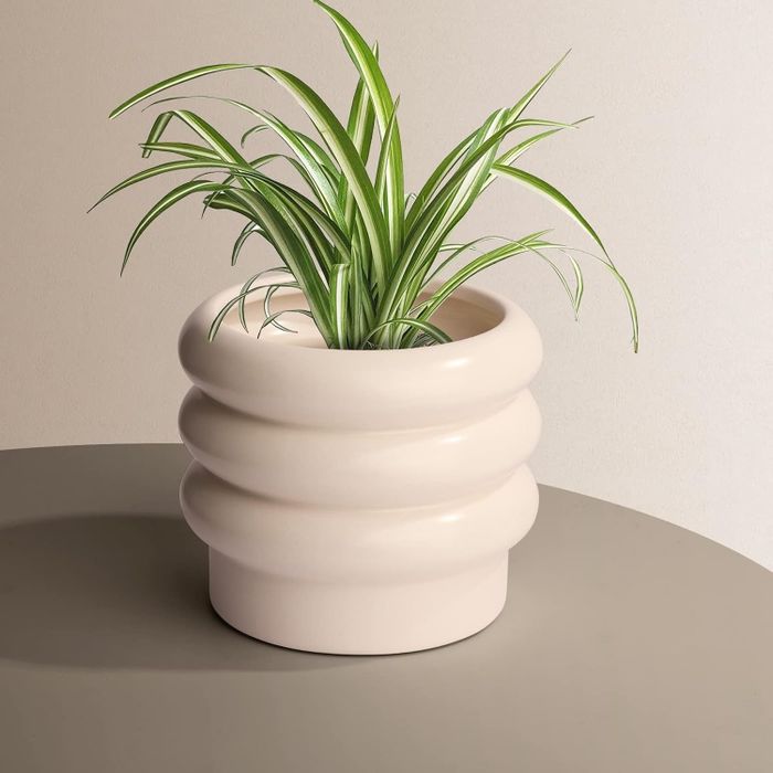 A spider plant displayed in a sleek, rounded beige planter on a table