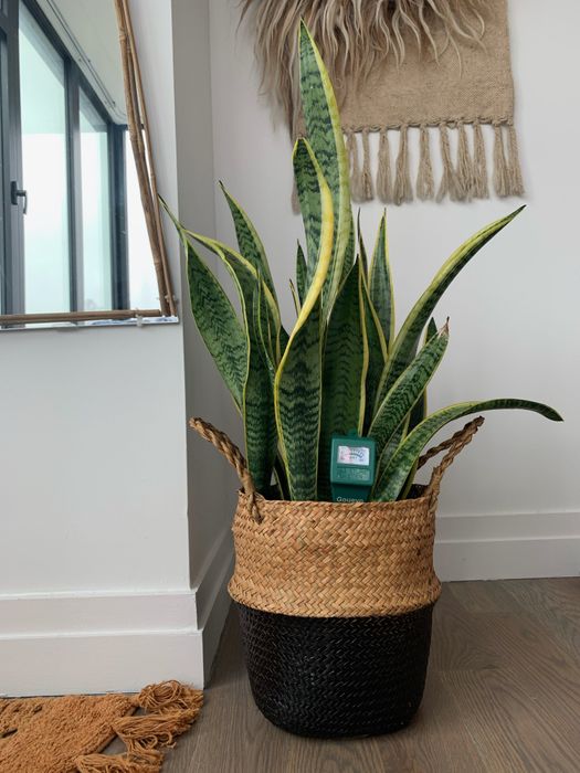 A reviewer's snake plant with the moisture meter in the middle, showing it is slightly underwatered.
