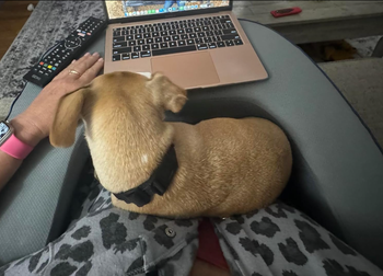 A person in leopard-print pajamas uses a laptop with a small dog curled up on their lap