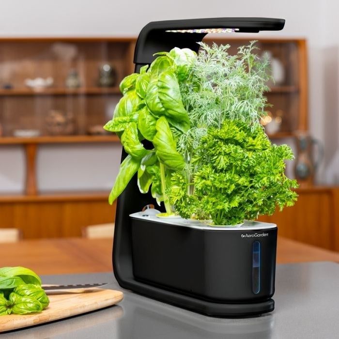 A Sprout AeroGarden cultivating three different types of herbs