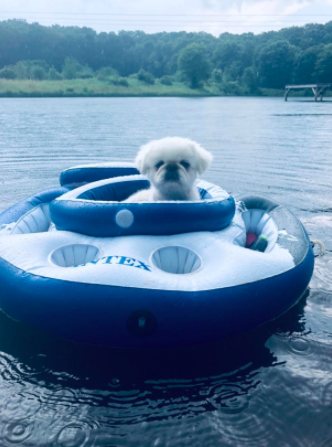 A dog leisurely floating on a lake, relaxing in a cooler.