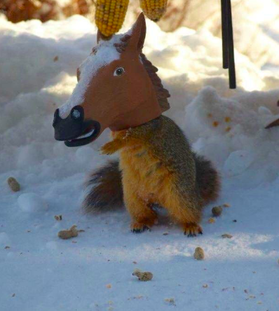 A squirrel happily munching from a horse-head squirrel feeder.
