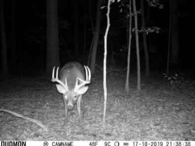 A snapshot of a deer caught on camera by a reviewer, showcasing the wildlife captured in its natural habitat.