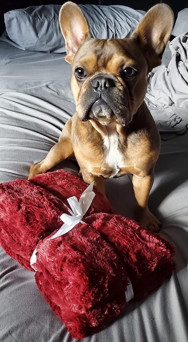 Another reviewer’s French bulldog sitting beside a neatly folded red throw blanket, tied with a ribbon.