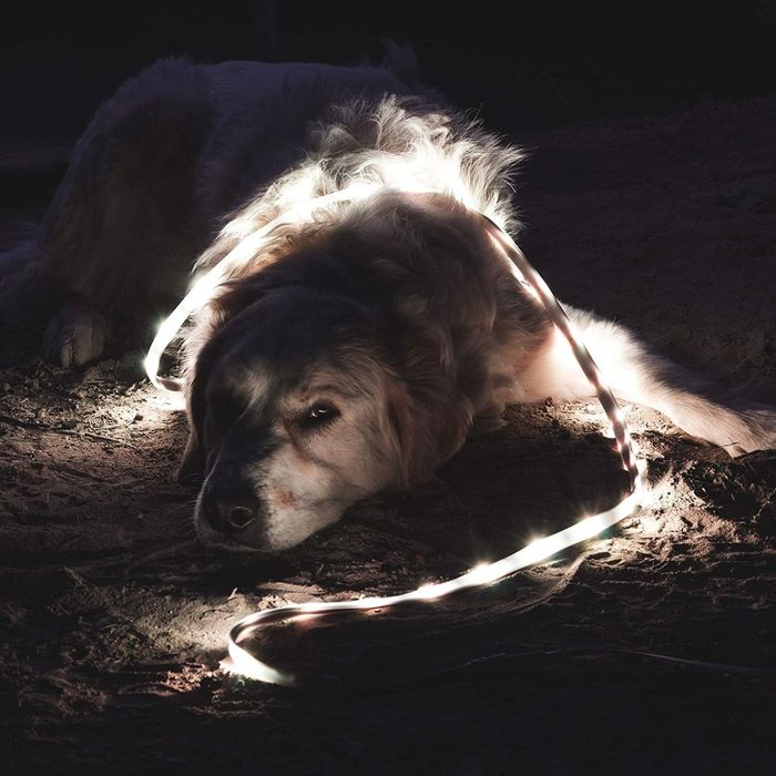 A dog wrapped in glowing lights under the night sky.