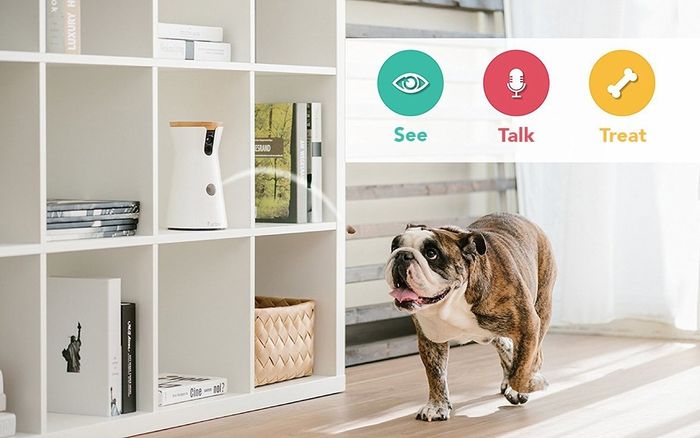 An animated action scene showing treats being dispensed from the Furbo into the mouth of a watchful English Bulldog.