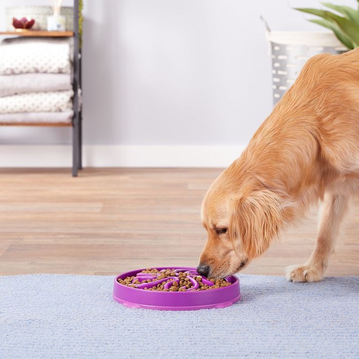 A dog enjoying a meal from a standard bowl