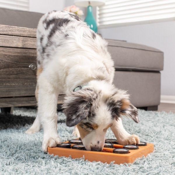 A dog engaging with a puzzle toy on a cozy rug in the living room
