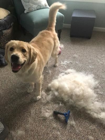 A reviewer's dog posing next to a blue brush and a pile of shed fur